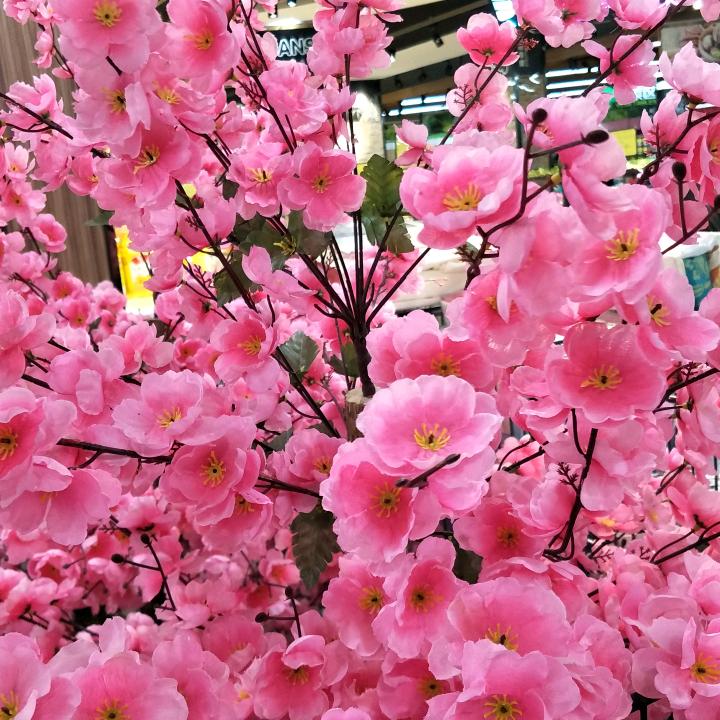 💕得意💕杨杨