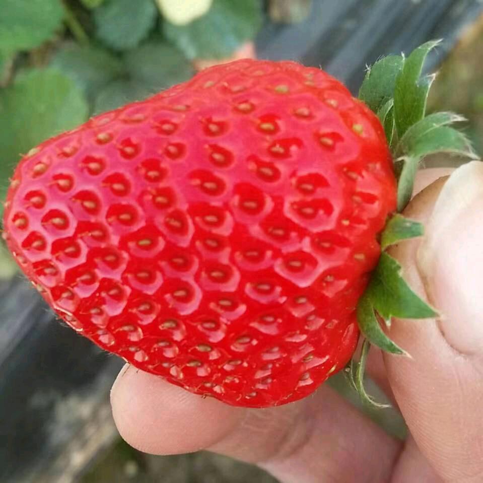 西洋店乡彭庄草莓采摘园🍓🍓🍓