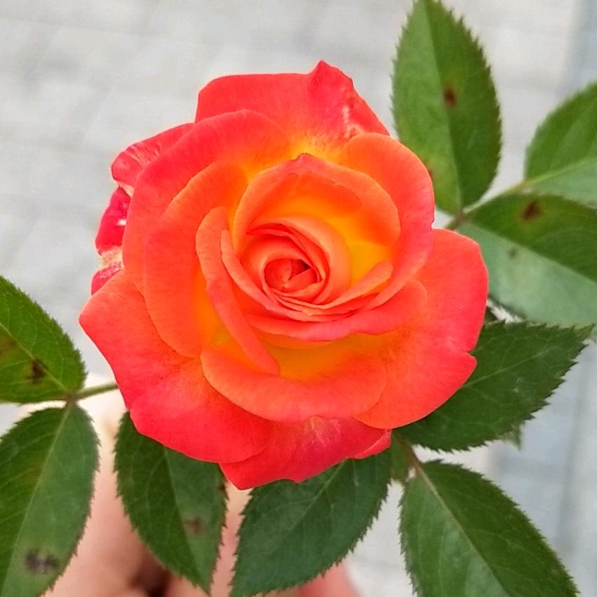 走一步算一步