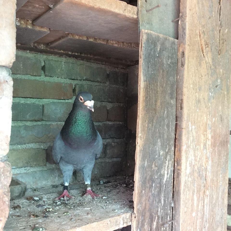 飞奴赛鸽