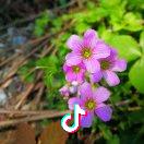 紫黛花柔