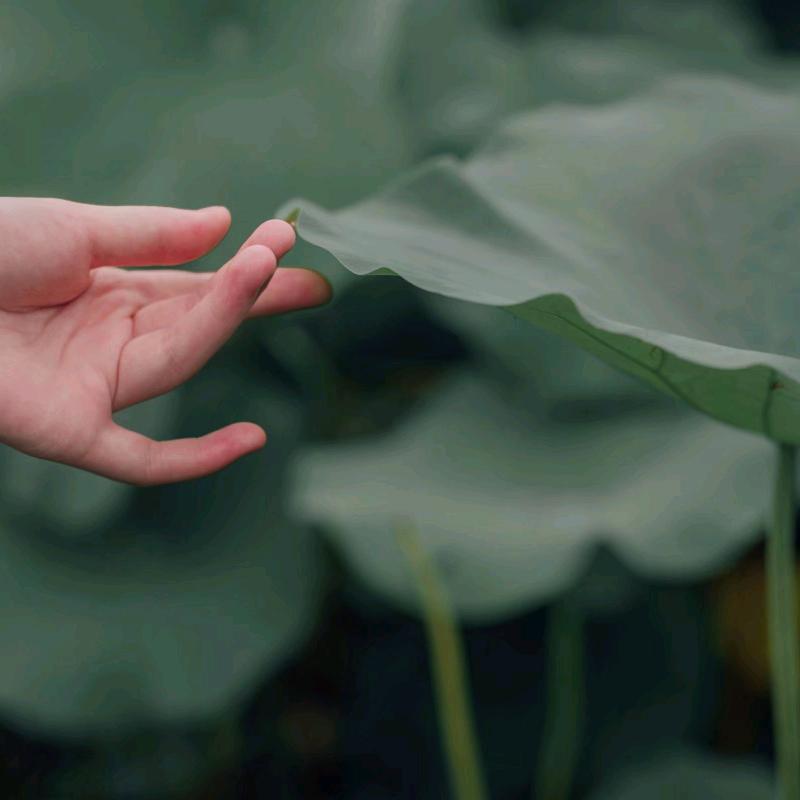 梦梦