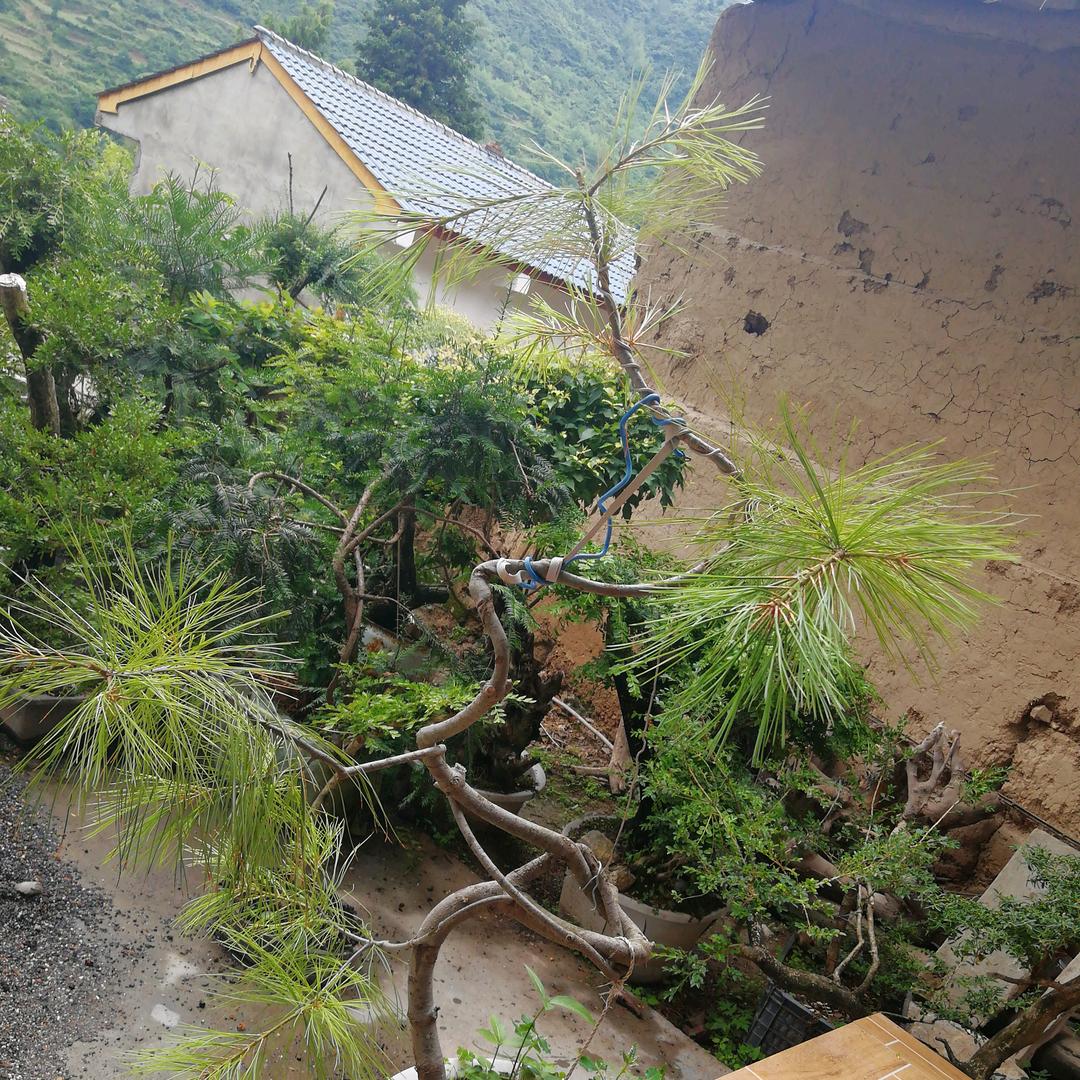 松树
