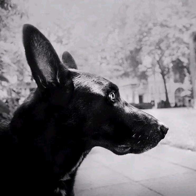 小鸟在前面带路