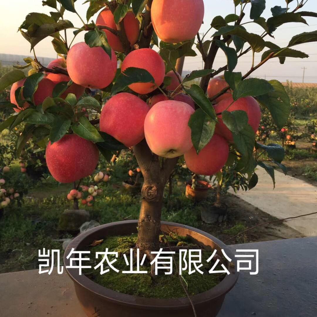 凯年农业果树盆景
