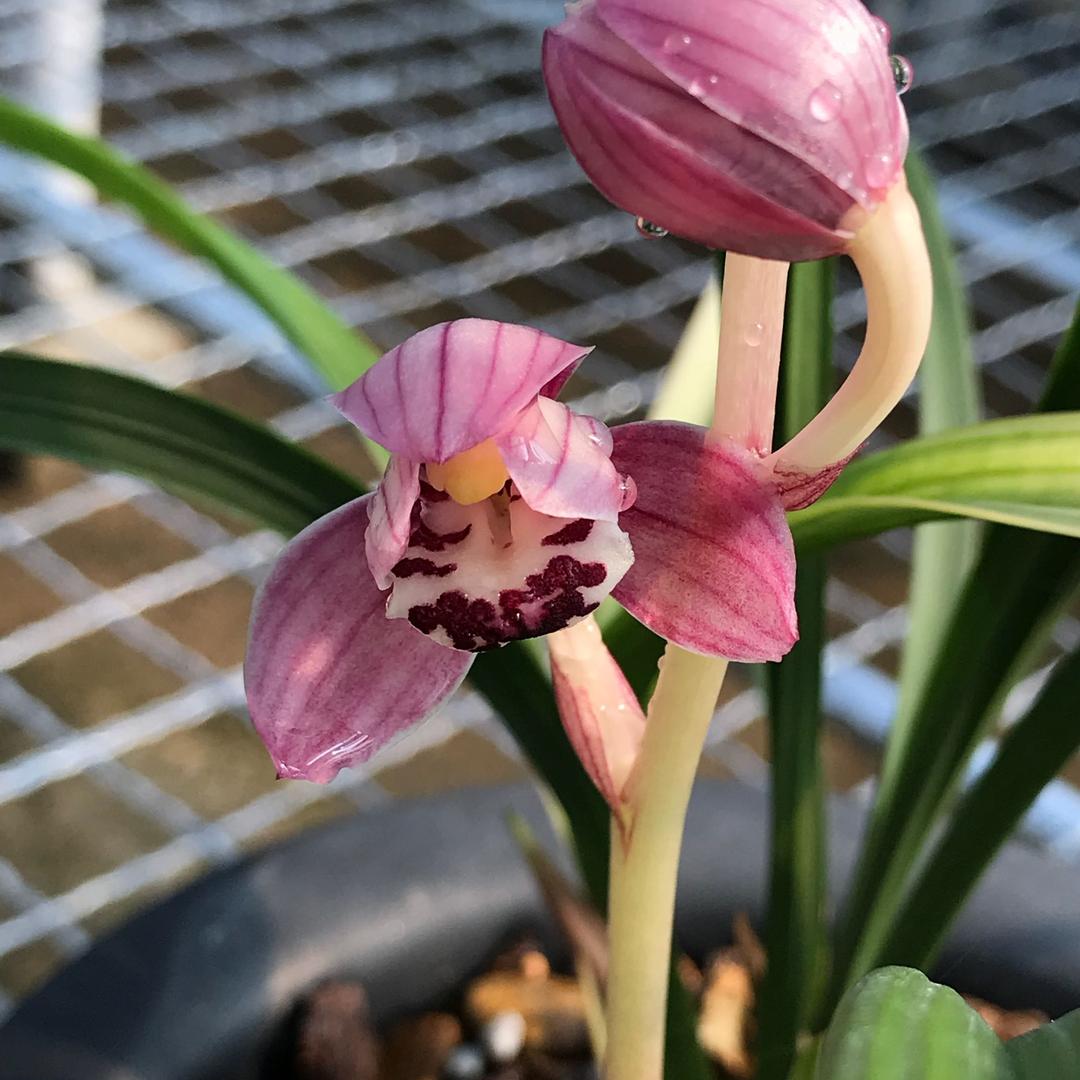 祥云兰花