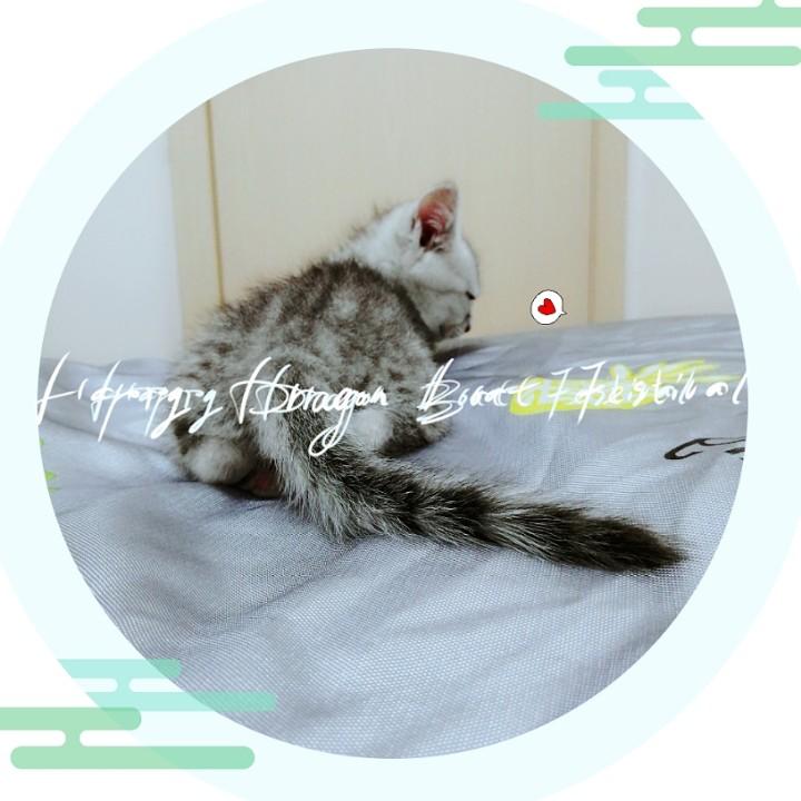 花生米&火锅的铲屎官