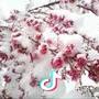 雪里梅花