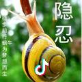 蜗牛