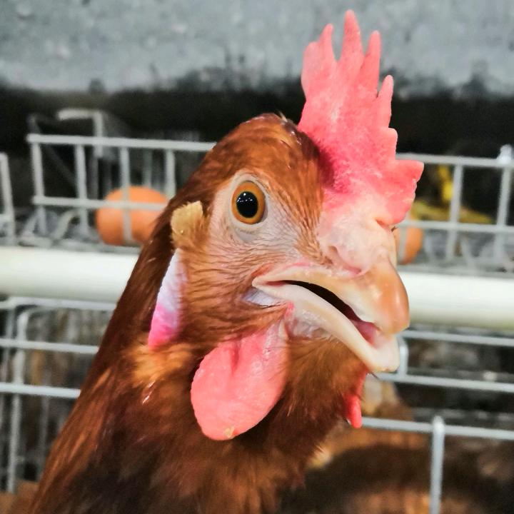 日理万🐔