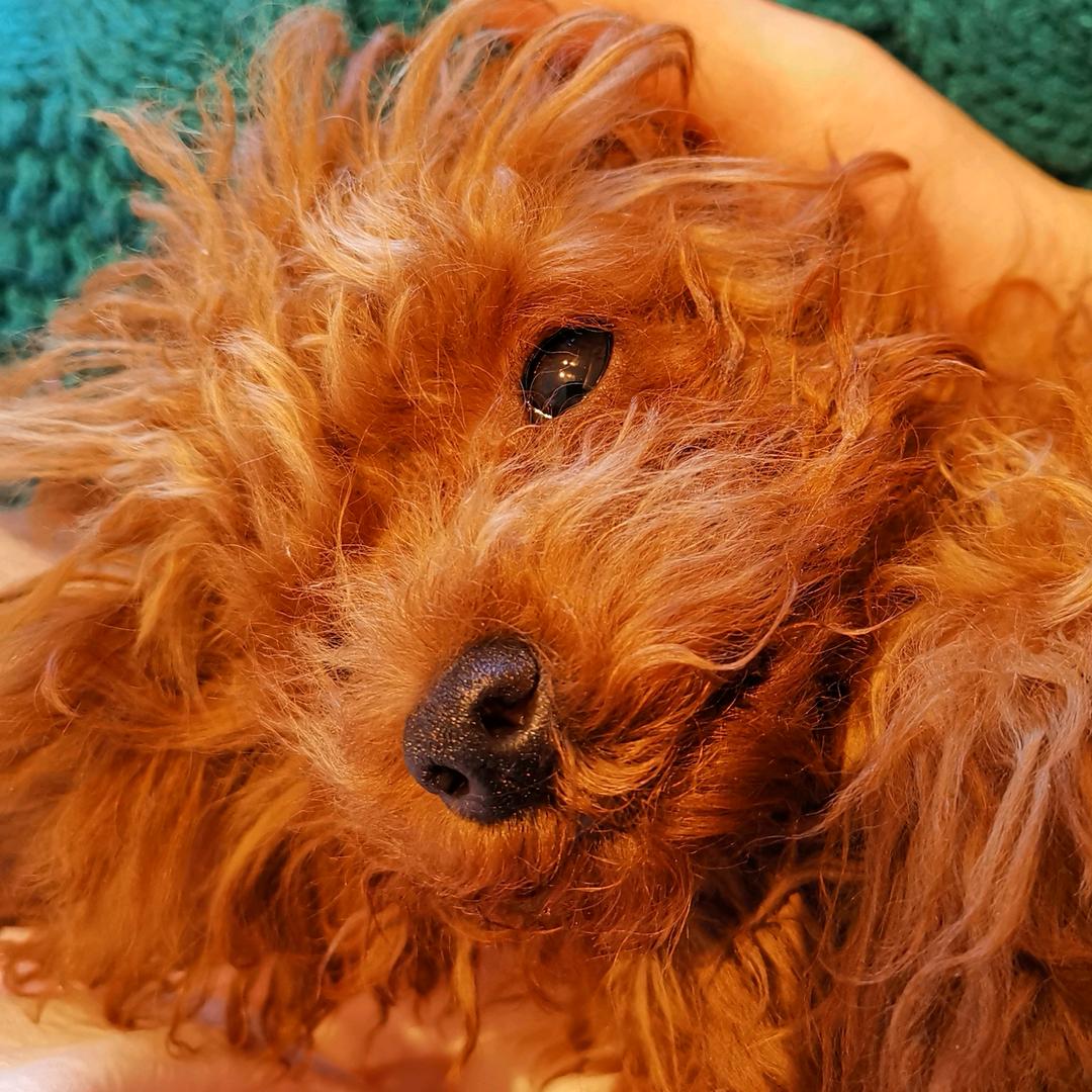 星之宝悦-一彤照智