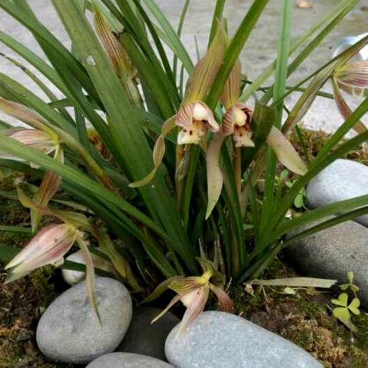 垫江卖房，阳光绿州，谭尚荣