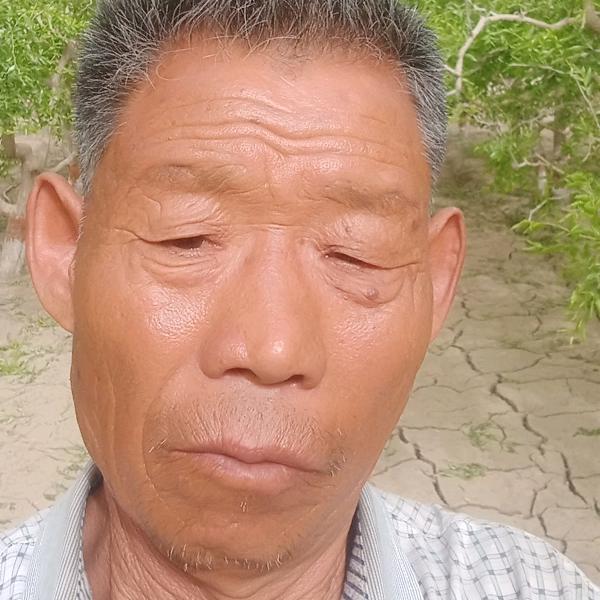 大漠红枣
