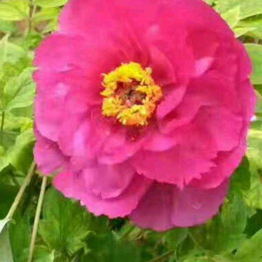 夏天妈妈