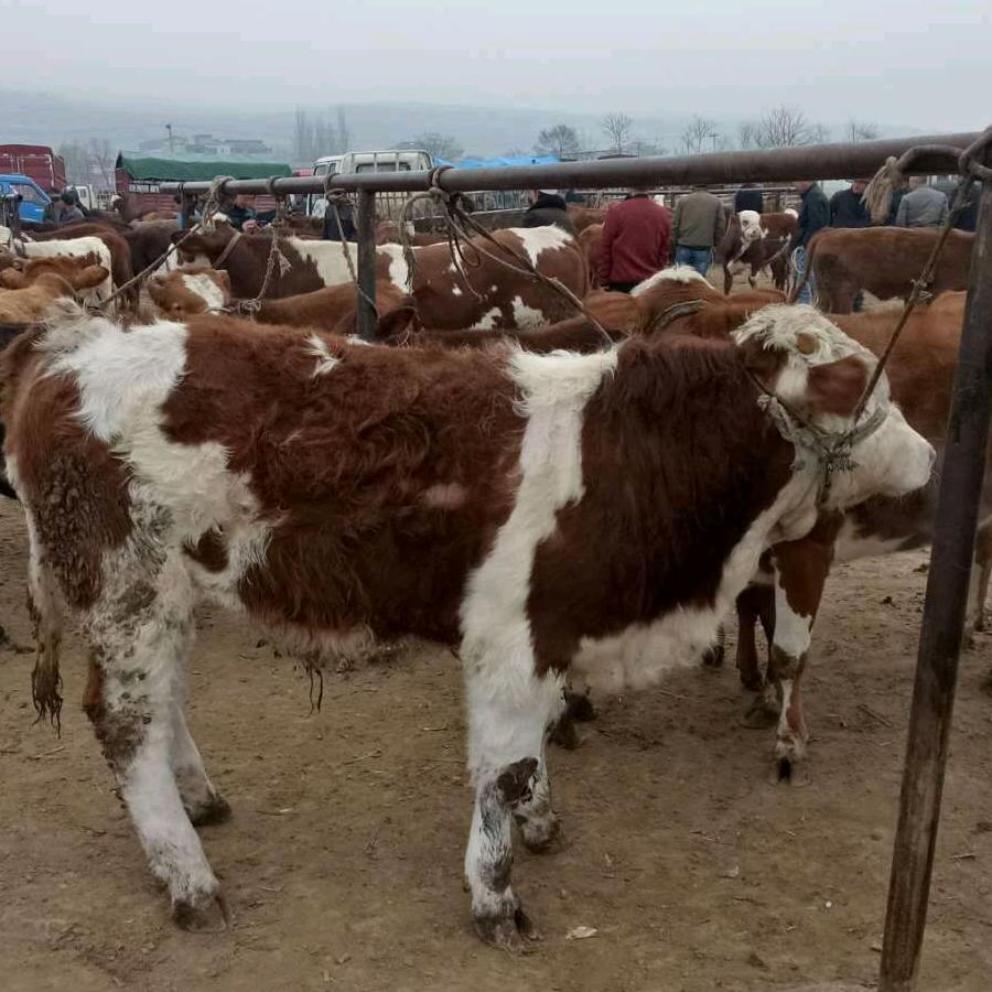 陇南礼县左引生牛驴交易