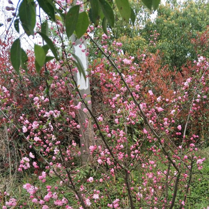 今生欠你来世还你