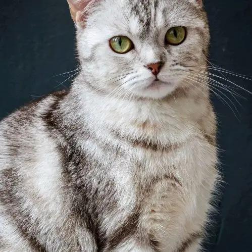 老猫咪
