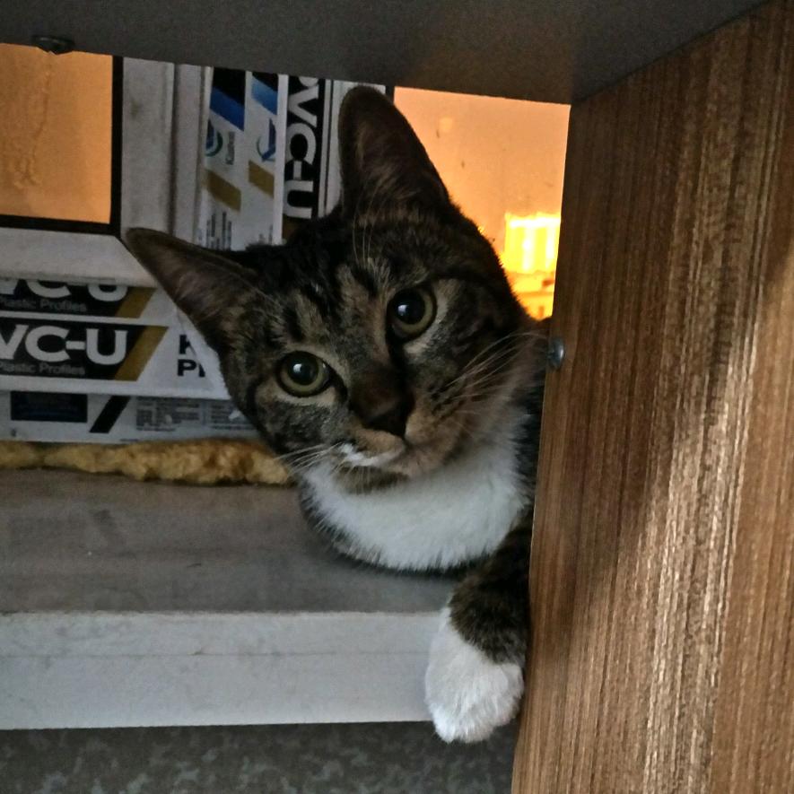 莲华圣路开天光