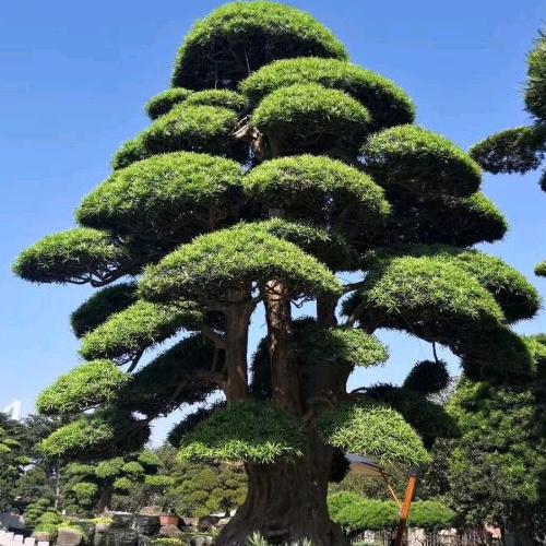 申申苗木