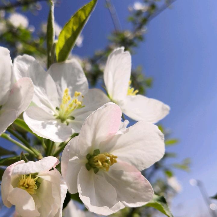 芦某某