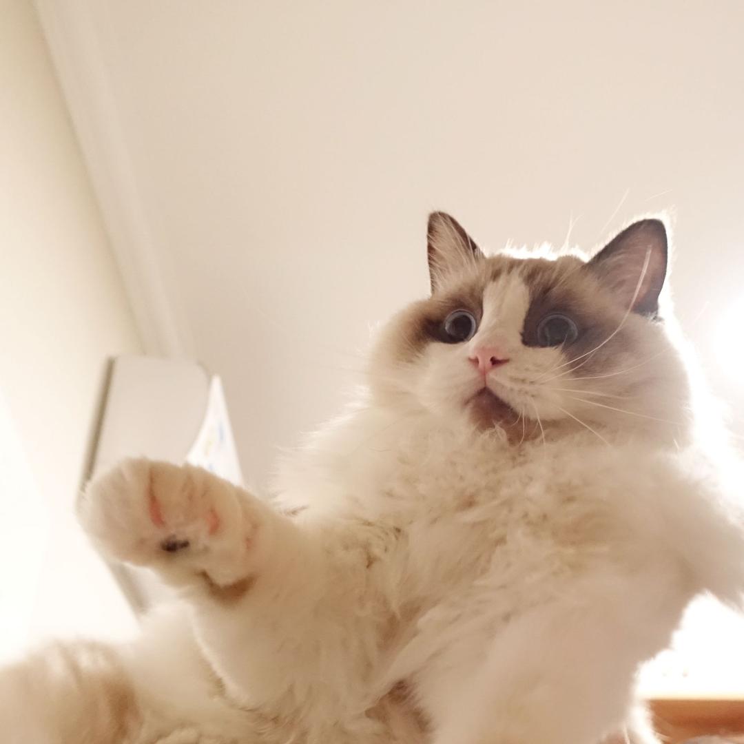 陈透明