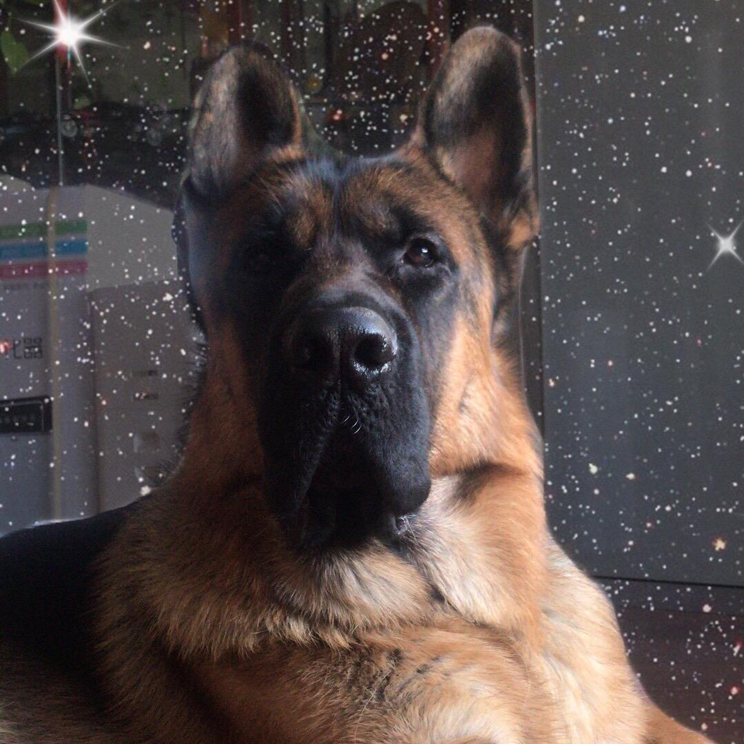 阿狼宝宝🐶