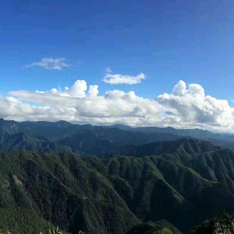 落归海棠春