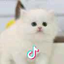 波斯猫