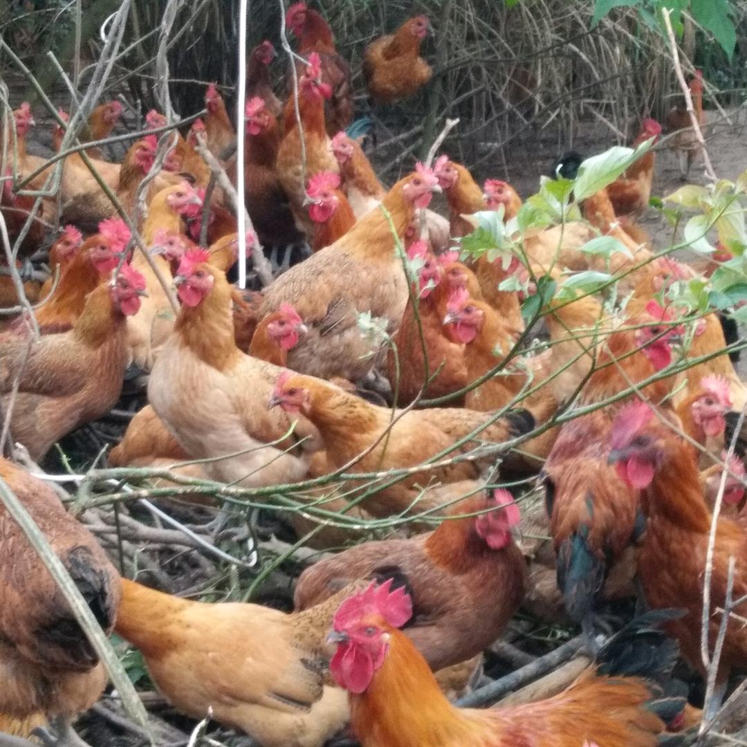 春喜养殖专业合作社