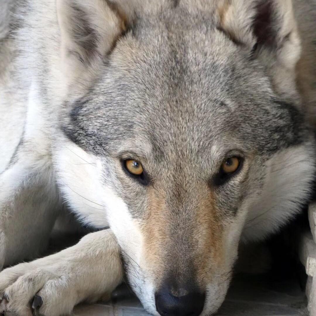 捷克狼犬-DK@抖音