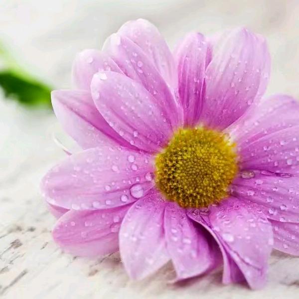 平平淡淡才是真