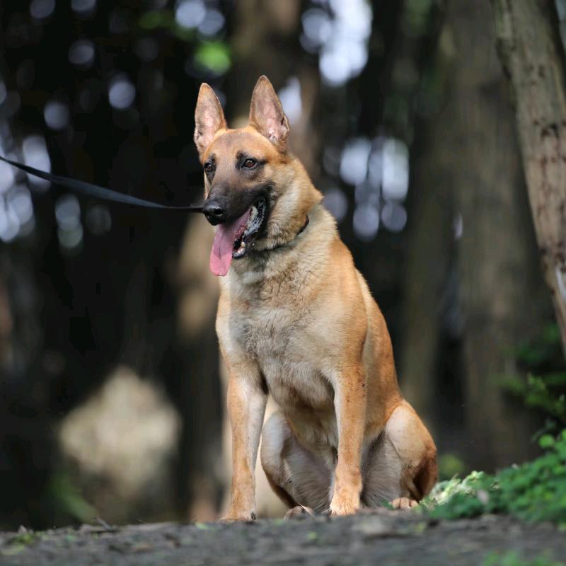 成都修行工作犬教学基地