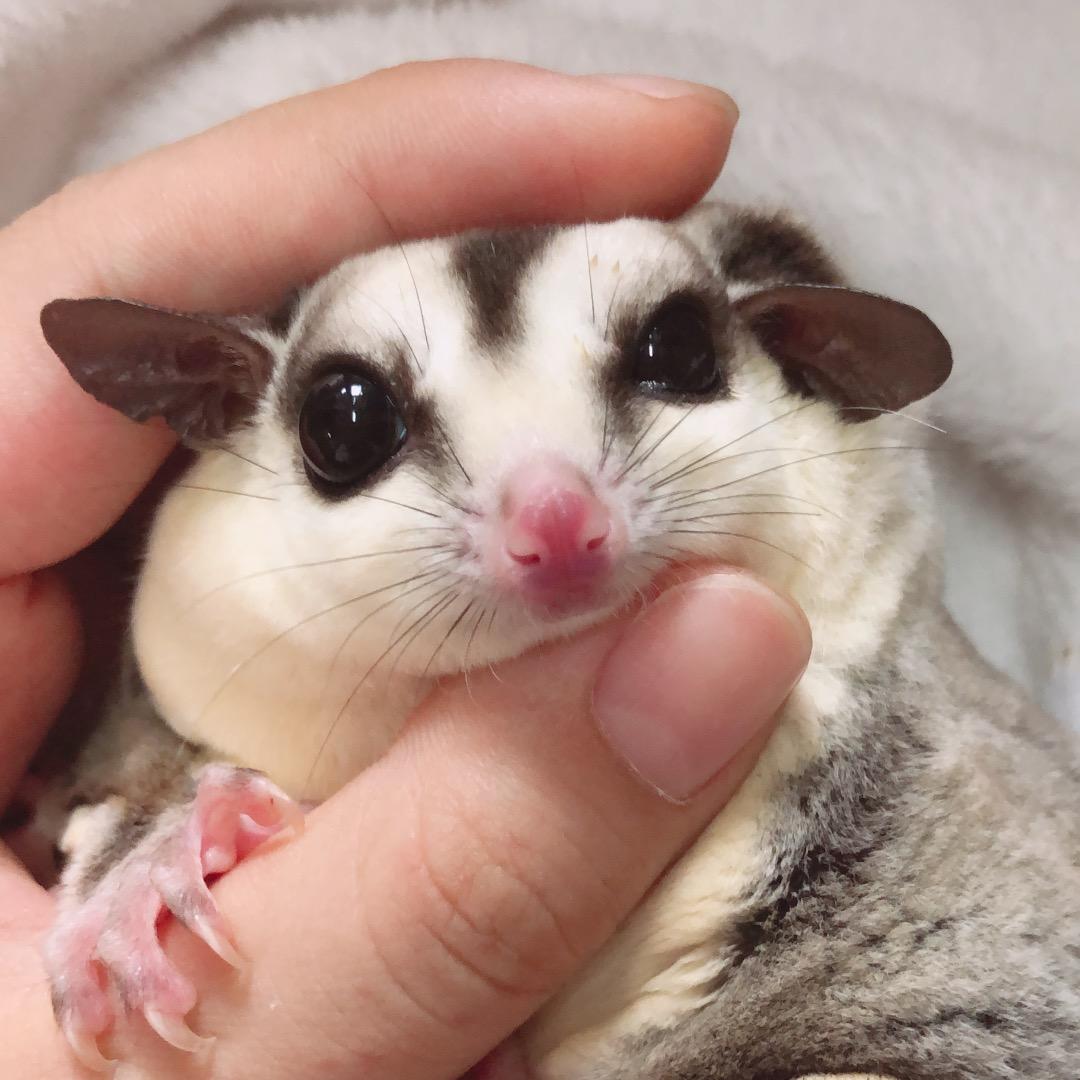 安九