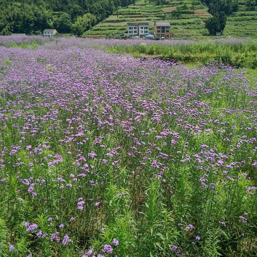 ( ｡ớ 杨₃ờ)ھ