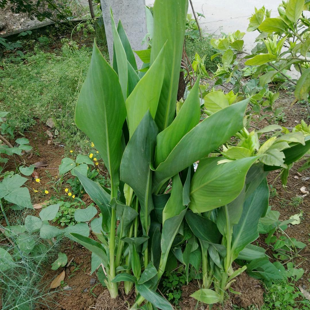 玉竹