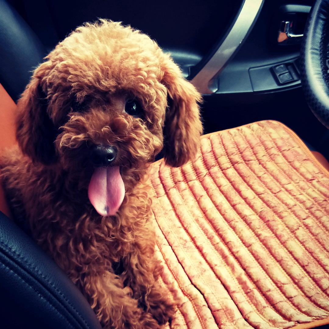 汪星人🐶瓶盖#汤圆