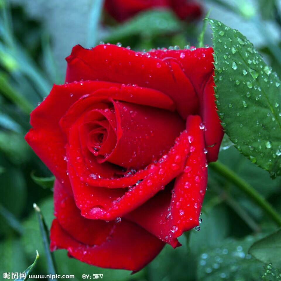 爱如指间沙《拒绝连赞》