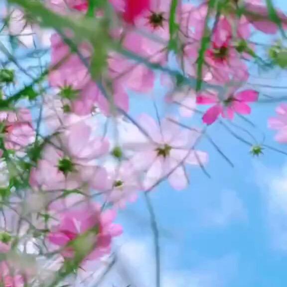 life🌻国服小圆手（解压造景贴纸）