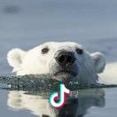 小小北极熊