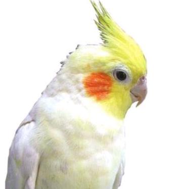 凤凰