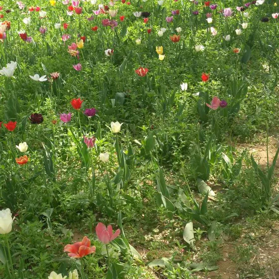 🌹🌹静心🌹🌹