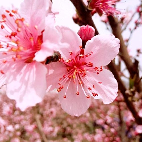 郑芹