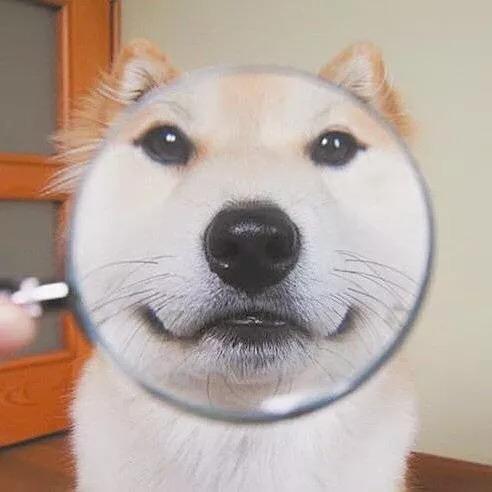 小倪不吃糖