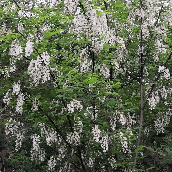 甜蜜蜜