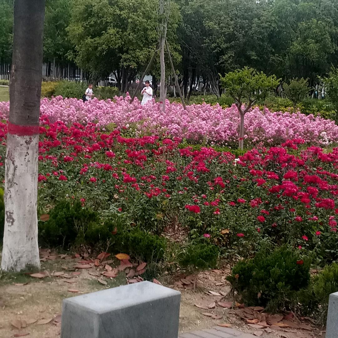 美丽的天使之翼