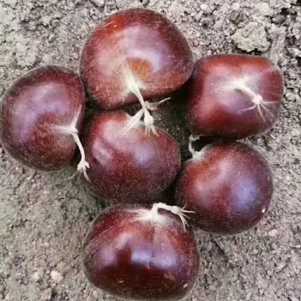 板栗批发欣地生态