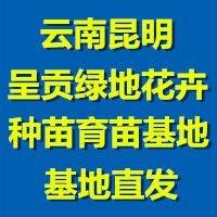 呈贡绿地花卉种苗经营部【橱窗有好物】