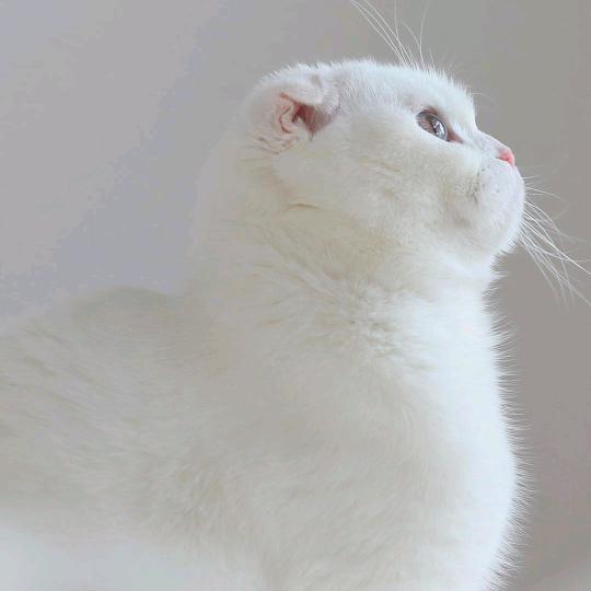 倪殇—互
