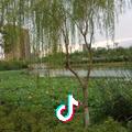 半香梨花