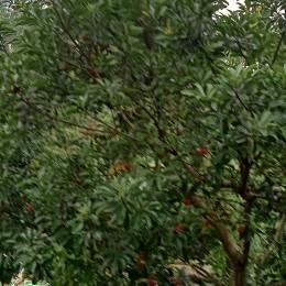 撄花雨中看太阳